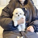 토이샵 | 수원 영통동 강아지분양샵에서 토이푸들 입양하고 마음 편해진 후기