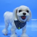 꼬야애견 이미지