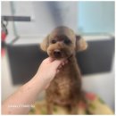 애견미용실 이미지