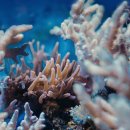 FT MARINE | ※ 칼슘 영양제, 제발 과대광고에 현혹되지마세요 (ft.식물성, 원료배합, 흡수율 비교)