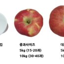 홍로 이미지
