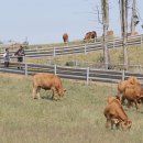 청계 한우 농장 이미지