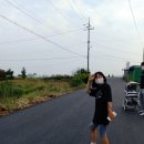 리슈채 이미지