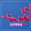 지장마을회관 | 창원 근교 꽃구경 경남 매화 명소 진주매화숲 주소, 주차, 실시간 개화 상황