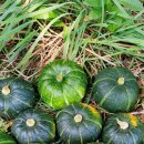 해전농장 이미지