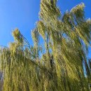 신대호수 이미지