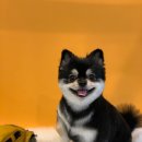 그루밍 캐나다 이미지