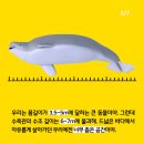 `Netizen 신비 동물의 왕국` 2019. 5.12(일요특집) 이미지