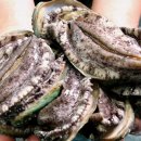 완도전복사료 이미지