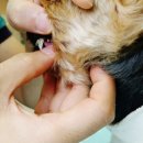 페토피아 동물병원 이미지