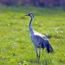 두루미네 이미지