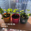 크로스핏 530 | 11월 첫째 주 결국 배달시켜 먹은 태양곱창 비조리, 언제나 즐거운 530 모임