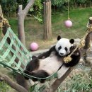 판다 이미지