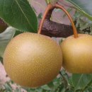 음봉주유소 이미지