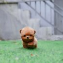 토이켄넬(Toy kennel) 이미지