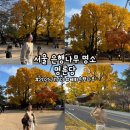 명륜당 | 명륜당 은행나무' 서울 은행나무 추천, 명륜당 방문 후기, 은행나무 명당, 혜화 데이트, 성균관대 셔틀버스