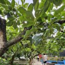 감나무집 불한증막 이미지