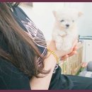 에르멍스 이미지