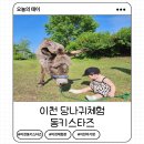 이천 아기랑 동키스타즈 당나귀산책시키기 먹이주기 방문후기
