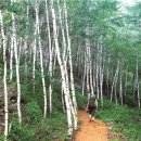 아리바우길 이미지