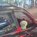 산책하는 강아지 이미지