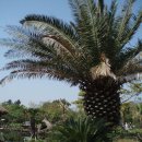 야자수정원 이미지