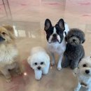 쏭쏭애견유치원 이미지