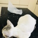 예뻐질개 이미지