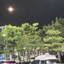 세븐일레븐 포항두호아이파크점 | 26년 3월31일 , 4월 2일 포항 벚꽃 스팟