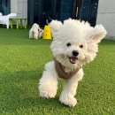 털로덮인친구들 수원매교점 | 수원역 호텔 / 털로덮인친구들 수원매교점 / 후기 리뷰