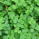 네잎클로버 이미지