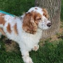 동물병원 공감 이미지