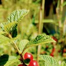 앵두목장 이미지