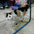 미스고PC 이미지