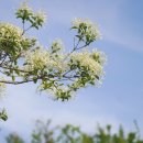 이팝나무길 이미지