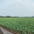 회산백련지 소공원 이미지