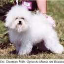 루이비숑 이미지