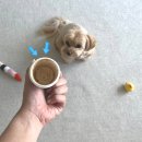 세상에 이런 강아지 유산균은 없었다! 리와일드 유산균 찐후기- [개엄마들의잡화점][강아지 영양제]