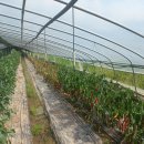 만연농장 이미지