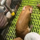 매산농장 이미지