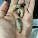 파평주유소 이미지