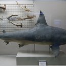 부산해양자연사박물관 이미지