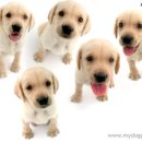 행복한 강아지 이미지