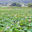연동제 | 익산 / 마룡지와 서동(薯童)생가터. 유네스코 세계문화유산 백제유적지구의 백제 무왕 서동의 탄생 설화...