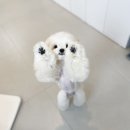 댕그리 펫 살롱 이미지