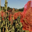 낙동강자전거길4 이미지