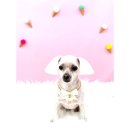 숭구리댕댕 이미지