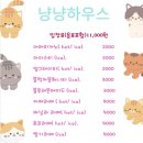 순한고양이 이미지