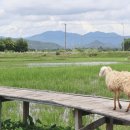 수천목장 이미지