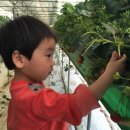 민환농장 Daum카페